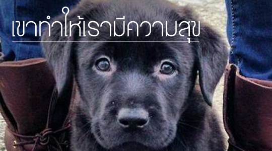 13 สิ่งที่ดีที่สุดสำหรับคนที่เลี้ยงน้องหมา
